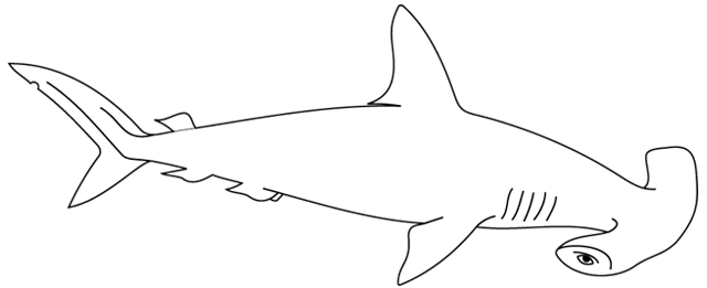 Coloriage à imprimer ; un requin-marteau