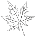 Coloriage : une feuille d'arbre
