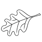 Coloriage : une feuille de chêne