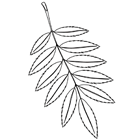 Coloriage : une feuille d'arbre