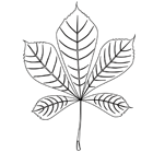 Coloriage : une feuille de marronnier