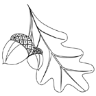 Coloriage : des glands et une feuille de chêne