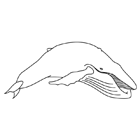 Coloriage à imprimer : une baleine à bosse