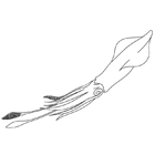 Coloriage à imprimer : un calmar