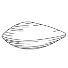 Coloriage à imprimer : un clam