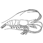 Coloriage à imprimer : une crevette