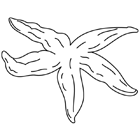 Coloriage à imprimer : une étoile de mer