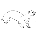 Coloriage à imprimer : une loutre