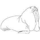 Coloriage à imprimer : un morse