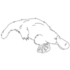 Coloriage à imprimer : un ornithorynque