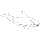 Coloriage à imprimer : un orque