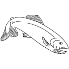 Coloriage à imprimer : un poisson