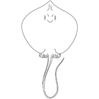 Coloriage à imprimer : une raie